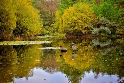 Scenic view of lake in forest during autumn