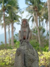 Monkey on stone against sky