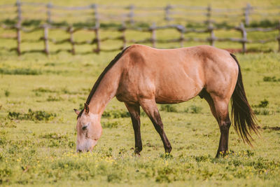 Horse in the ranch lanai island  hawaii landscape