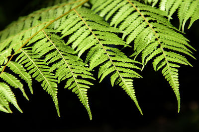 Close-up of fern leaves