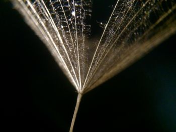 macro photography