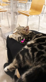 Close-up of cat relaxing on floor