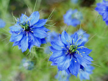 Close-up of purple blue flower
