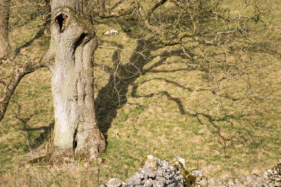 Close-up of bird on tree in forest