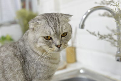 Close-up portrait of a cat