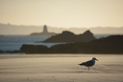 Seagull on a beach