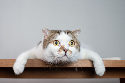 Portrait of a cat against white background