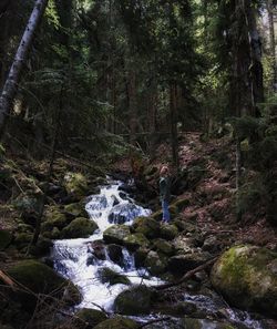 Stream flowing through rocks in forest