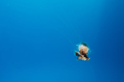 Close-up of jellyfish undersea