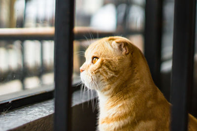 Close-up of a cat looking away