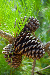 Close-up of pine cone on field