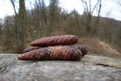 Close-up of bread on wood in forest