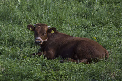 Cow in a field