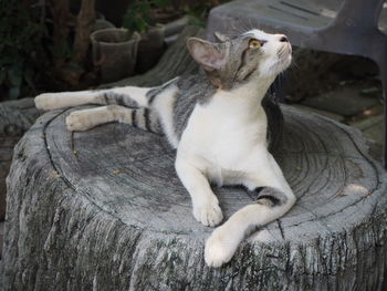 Cat lying on wood