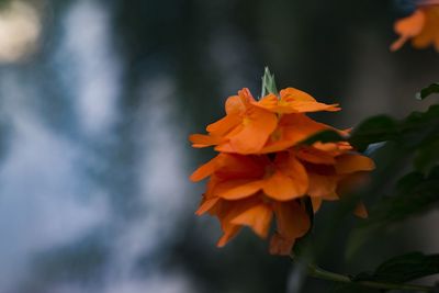 Close-up of orange rose flower