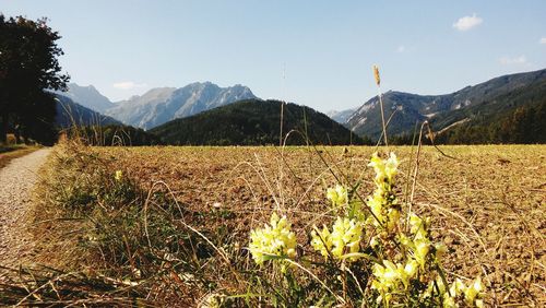 Scenic view of grassy field against sky