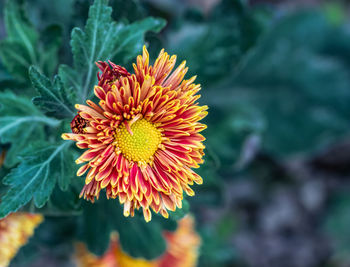 Close-up of red flower