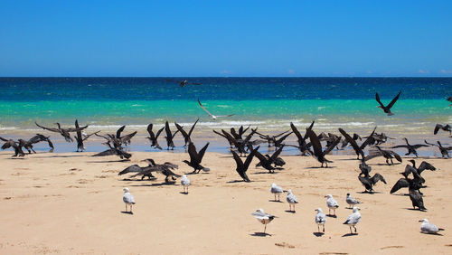 Birds flying over beach against clear blue sky