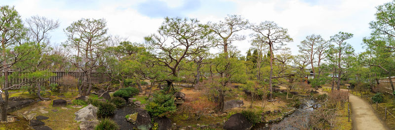 Plants and trees in forest against sky