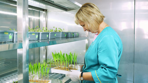 Lab worker reviews growing young green sprouts in soil, in small boxes, on shelves of special