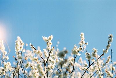 Low angle view of flower trees against sky