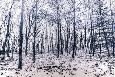 Bare trees in forest during winter