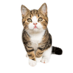 Portrait of a cat against white background