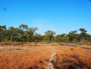 Trees on field against clear blue sky