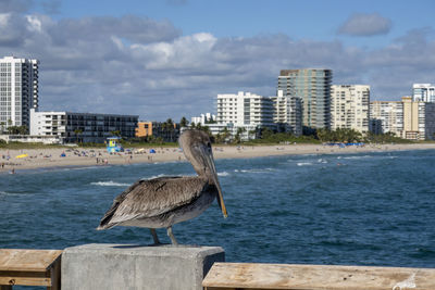 A brown pelican - pelecanus occidentalis - on the pier at pompano beach, florida, usa