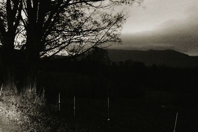 Bare trees on landscape