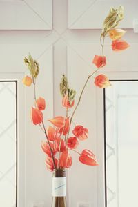 Winter cherries in vase against wall at home