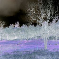 View of trees on landscape during winter