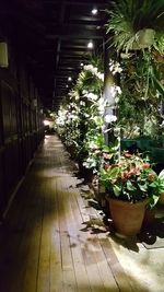 View of potted plants