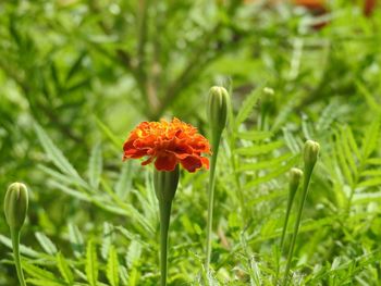 Close-up of red flowering plant on field