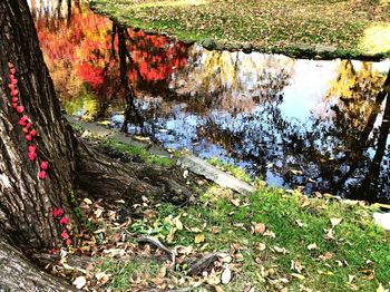 Scenic view of lake in forest during autumn