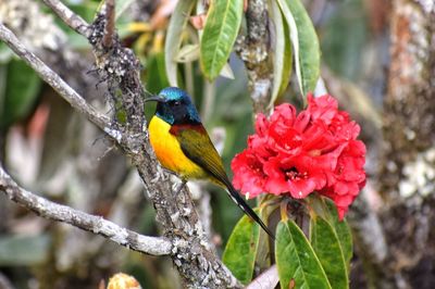 Close-up of a bird perching on flower