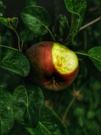 Close-up of fruit growing on plant