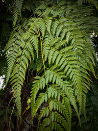 High angle view of fern leaves on tree