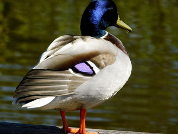 Close-up of bird in lake