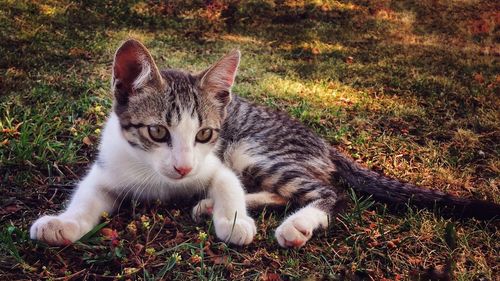 Close-up of cat lying on grass