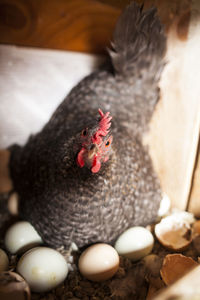 High angle portrait of hen with eggs in animal pen