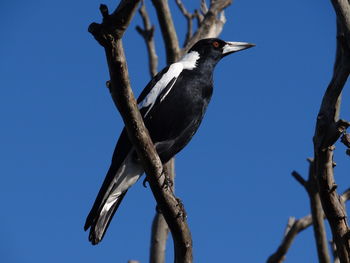 Close-up of australian magpie looking away