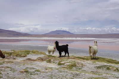 View of dogs on land against sky