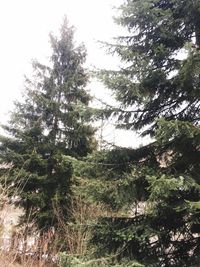 Low angle view of trees in forest against sky