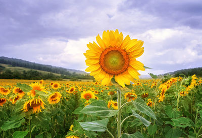 Sunflowers on field against cloudy sky