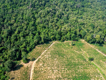 Scenic view of road amidst trees in forest