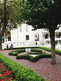 View of flower trees