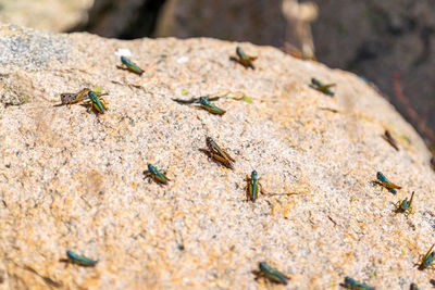 Grasshopper/ locust insects on a sunny rock near the summit of mount kosciuszko, snowy mountains