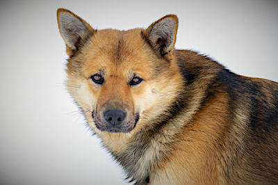 Outbred brown dog on snow outside in city. side view.