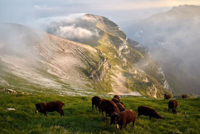 Sheep grazing on mountain